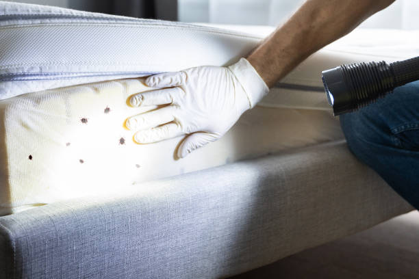 Best Best Pest Control Companies  in Holliday, TX