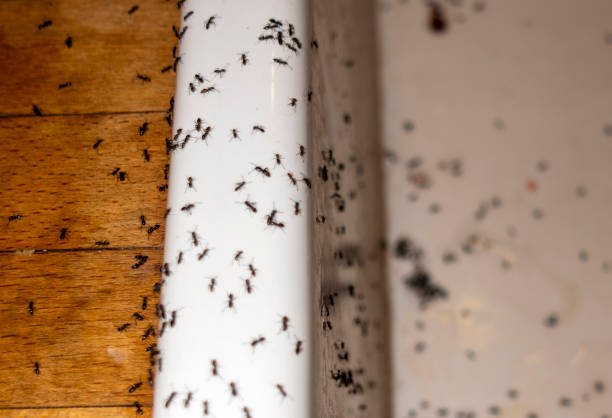 Best Cockroach Control Services  in Holliday, TX