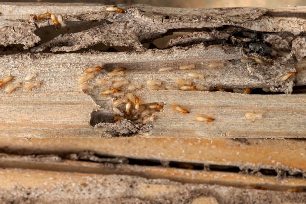 Pest Prevention Services in Holliday, TX